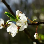 Europäische Felsenbirne Blüten