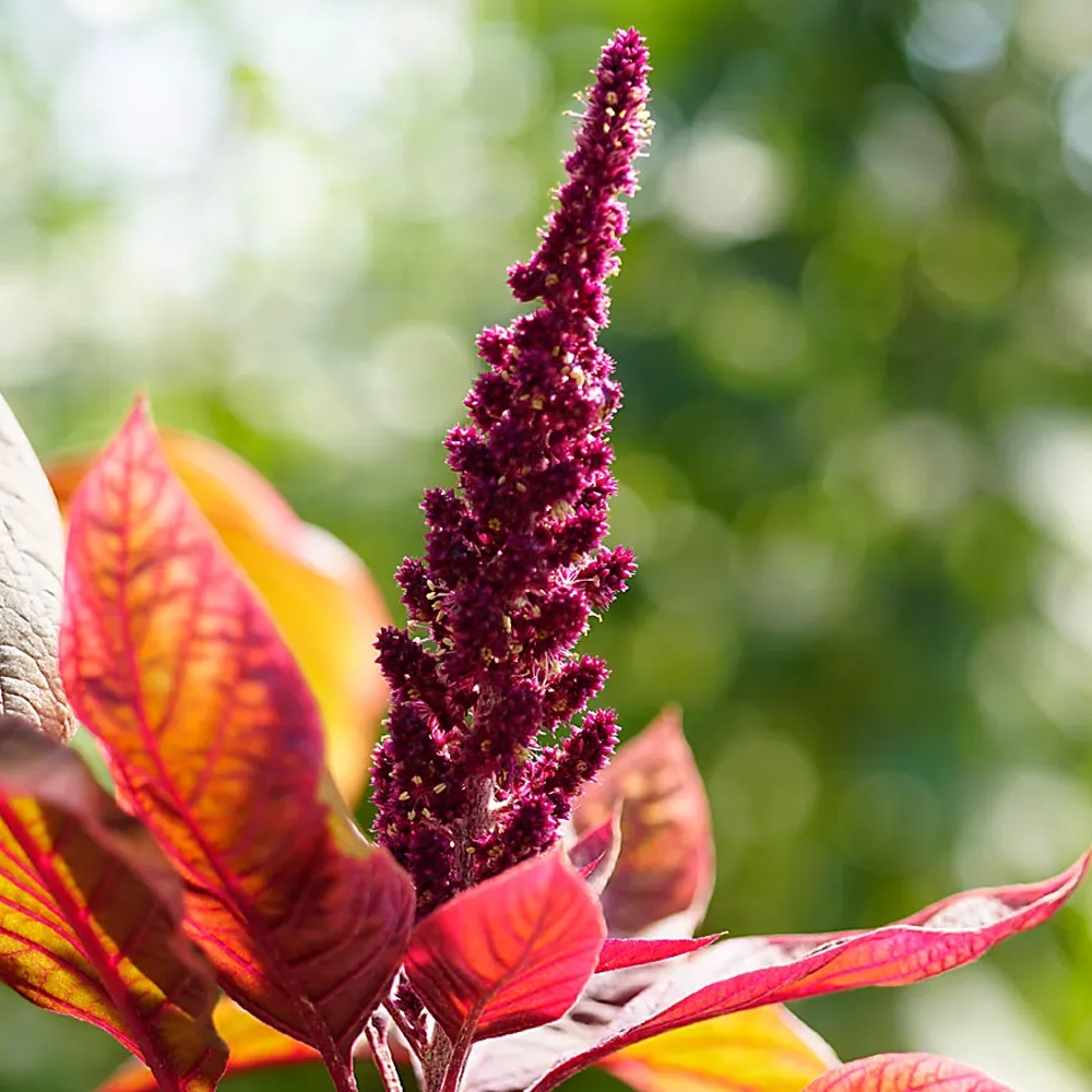 Amaranth Red Army