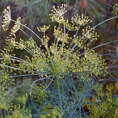 Dill