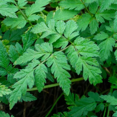 Wiesenkerbel Blätter