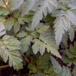 Kerbel Samen – Bild 2