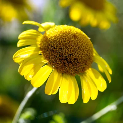 Färberkamille Blüten