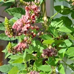 Apios, Erdbirne Pflanze – Bild 5