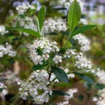 Aronia 'Hugin' Pflanze – Bild 2
