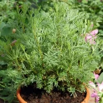 Colakraut Pflanze – Bild 3