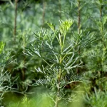 Colakraut Pflanze – Bild 4