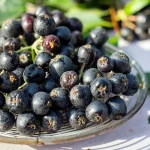 Aronia 'Aron' Pflanze – Bild 2
