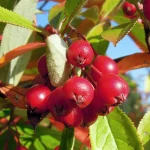 Apfelbeere 'Brilliant' Pflanze – Bild 2
