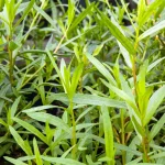 Estragon, deutscher Pflanze – Bild 3