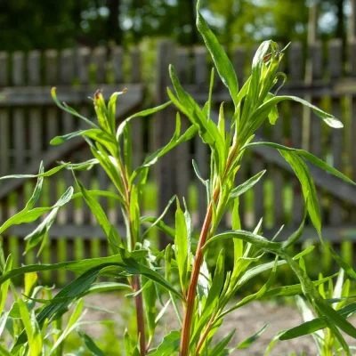 Französischer Estragon