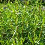 Estragon, französischer Pflanze – Bild 2