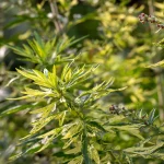 Gelb gefleckter Beifuß 'Janlim' Pflanze – Bild 2