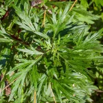 Beifuß Pflanze – Bild 3