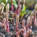 Spargel 'Argenteuil' Pflanze – Bild 2