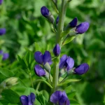 Indigolupine, Baptisia Samen – Bild 2