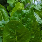 Mangold 'Lucullus' Samen – Bild 2