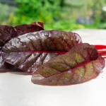 Roter Mangold