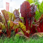 Roter Mangold 'Rhubarb Chard' Samen – Bild 2