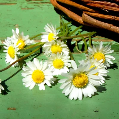 Gänseblümchen