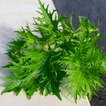 Grüner Senf