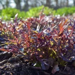 Roter Senf 'Red Frills' Samen – Bild 2
