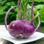 Blauer Kohlrabi 'Azur Star' Samen – Bild 2