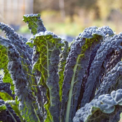 Federkohl