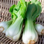 Pak Choi 'Canton White' Samen – Bild 2
