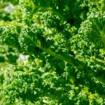 Grünkohl Lerchenzungen