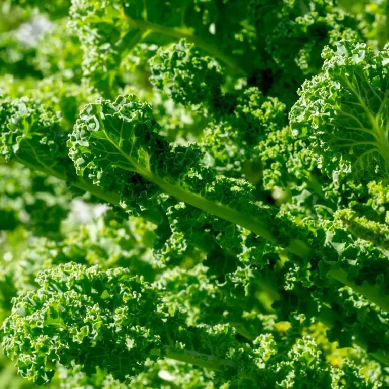 Grünkohl Lerchenzungen