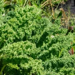 Grünkohl Lerchenzunge/Hamburger Markt Samen – Bild 2