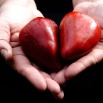 Paprika Bull's Heart Samen
