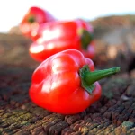 Mini-Paprika Tinkerbell Red Samen – Bild 2