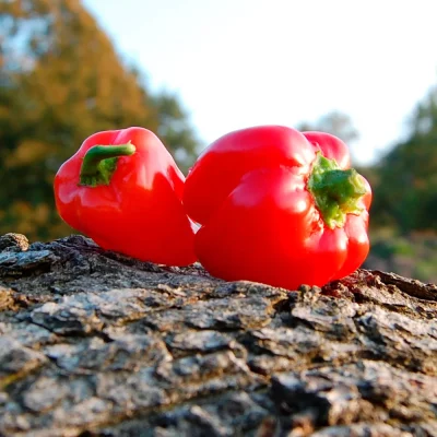 Mini-Paprika Tinkerbell red