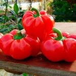Paprika Topepo Rosso Samen – Bild 2