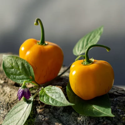 Rocoto gelb