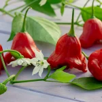 Glockenchili Samen – Bild 2
