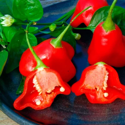 Glockenchili