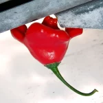 Glockenchili Samen – Bild 3