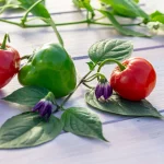 Rocoto, rot Samen – Bild 2