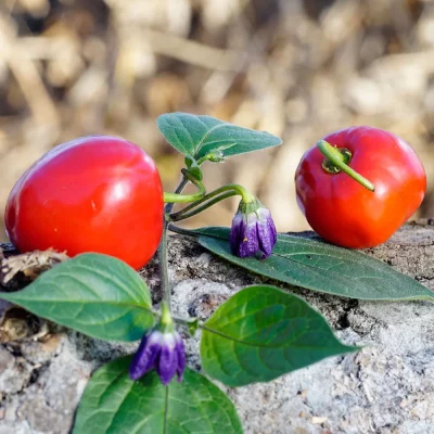 Rocoto rot