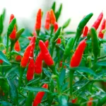 Mini-Chili Früchte