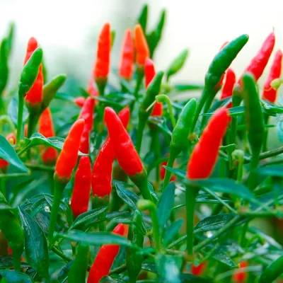 Mini-Chili Früchte