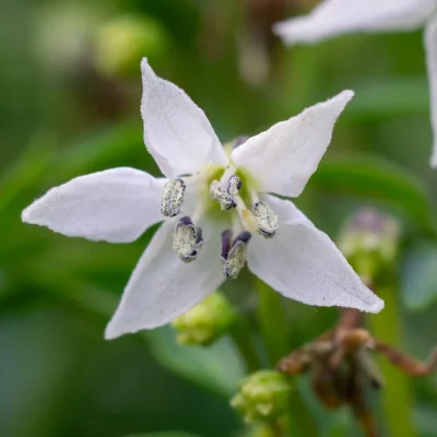 Mini-Chili Blüte