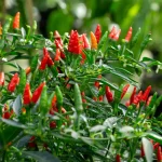 Mini-Chili Samen
