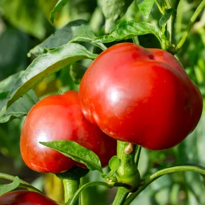 Paprika Baby Bell