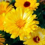 Ringelblume Blüten