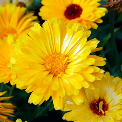 Ringelblume Blüten