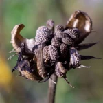 Ringelblume Samen