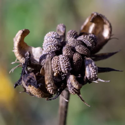 Ringelblume Samen